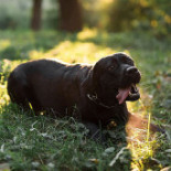 Systrarna Werner Dryck