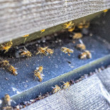 Landvetter Airport Dryck