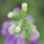 Astrid Lindgrens Näs Dryck