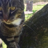 Pensionat Lundåkra Utomhus