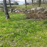 Café Sjöstugan Borgholm Utomhus