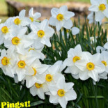 Hällekis Pizzeria Dryck