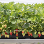 Hällekis Pizzeria Dryck