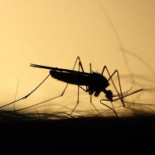 Hällekis Pizzeria Dryck