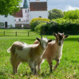 Bosjoekloster Slott Traedgaardar Utomhus