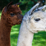 Bosjoekloster Slott Traedgaardar Dryck