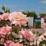 Bosjoekloster Slott Traedgaardar Dryck