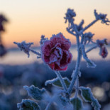 Bosjoekloster Slott Traedgaardar Dryck