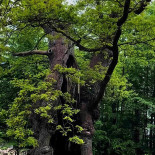 Bosjoekloster Slott Traedgaardar Utomhus