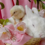 Ved By Maria AB Dryck