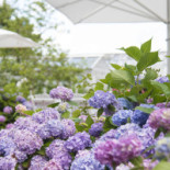 Linneatraedgaarden Dryck