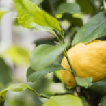 Linneatraedgaarden Dryck