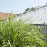 Linneatraedgaarden Utomhus