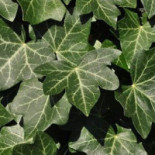 Fleninge Gästgifwaregård Dryck