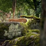 Eriksberg Nature Reserve Dryck