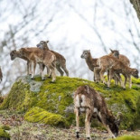 Eriksberg Nature Reserve Dryck