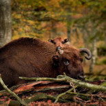 Eriksberg Nature Reserve Dryck