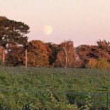 Arilds Vingård Utomhus