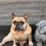 Bistro Grodlår Timjan Utomhus