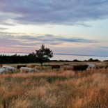 Hotell Restaurang Hovs Hallar Utomhus