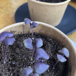 Muff Allt Mellan Frukost Och Fika Dryck