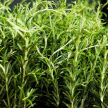 Restaurang Akvarell Dryck