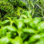 Restaurang Akvarell Dryck