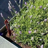 Resturang Syltan Dryck