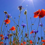 Skillinge Hamnkrog Av Två Traktörer Dryck