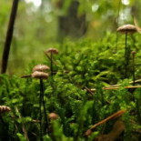 Café Trädgårn Dryck