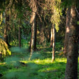 Café Trädgårn Utomhus