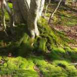 Hanöbris Vandrarhem Och Hotell Utomhus