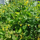 The Herbivore Utomhus