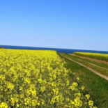 Sveas Restaurang Utomhus