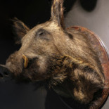 Slaktaren I Lomma Dryck