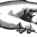 Staffanstorps Gästis Dryck