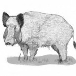 Staffanstorps Gästis Utomhus