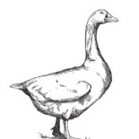 Staffanstorps Gästis Logotyp