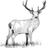 Staffanstorps Gästis Dryck