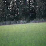 Café Parkvillan Utomhus