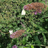 Vaxholms Bio Utomhus