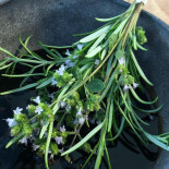 Resarö Paviljong Dryck