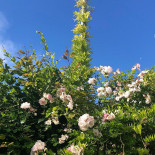 Camilles Traedgaard Utomhus