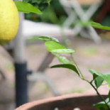 Camilles Traedgaard Dryck