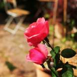 Camilles Traedgaard Dryck