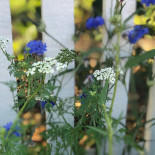 Camilles Traedgaard Dryck