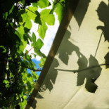 Camilles Traedgaard Dryck