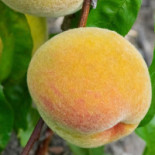 Camilles Traedgaard Dryck