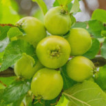 Camilles Traedgaard Dryck