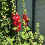 Camilles Traedgaard Utomhus